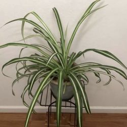 Spider Reverse Live Plant With Blue Ceramic Pots
