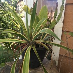 Succulent Arrangement