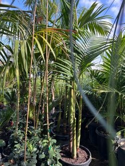 King Palm trees