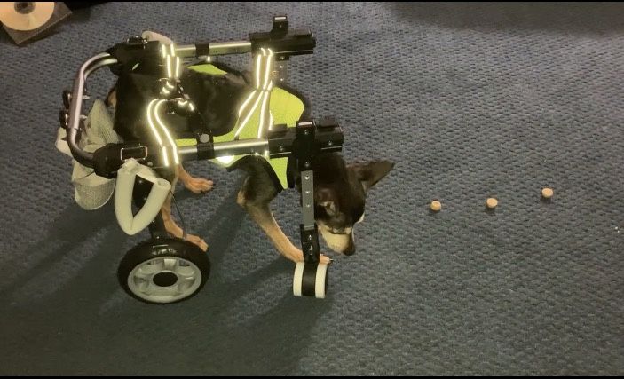 Dog Wheelchair Small