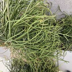 Free Succulent Fire Stick Plant