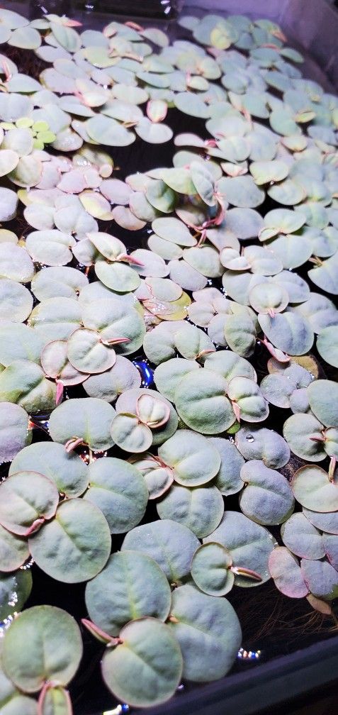 Red Root Floater aquatic plant