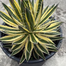 Mangave ‘Queen of White Threads’ – Elegant Variegated Succulent – 3 Gallon – $40