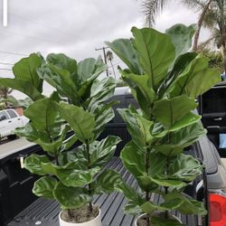 Fiddle Leaf Fig