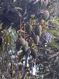 Organic Mangoes