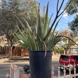 LARGE ALOE VERA PLANTS 