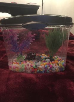 Lil fish tank