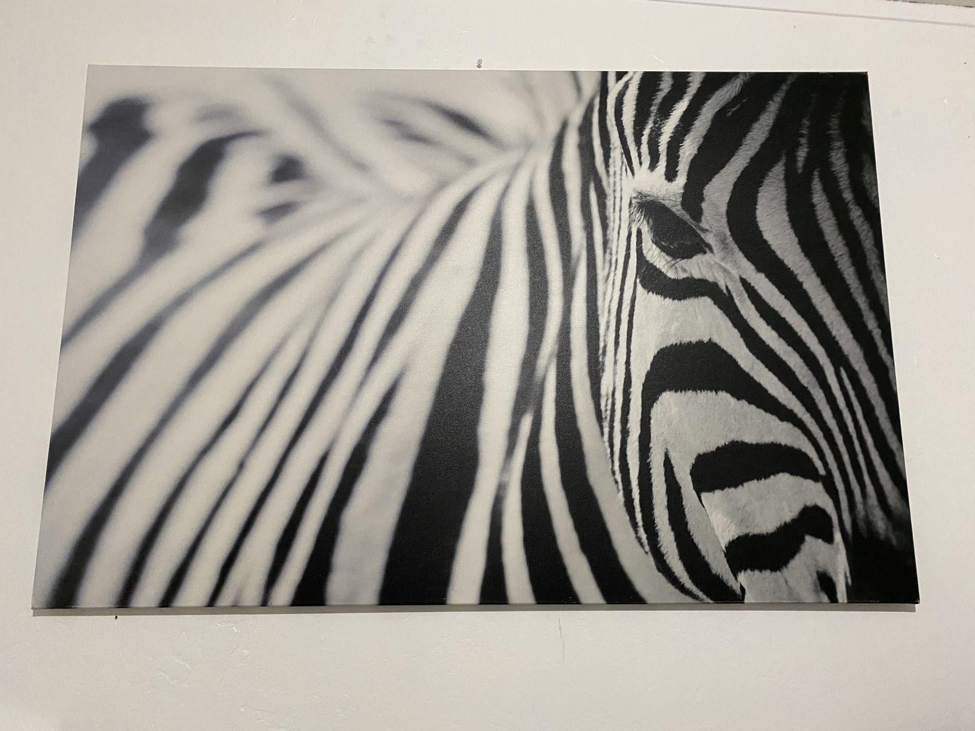 Picture frame zebra