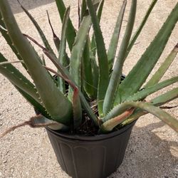 Aloe Vera