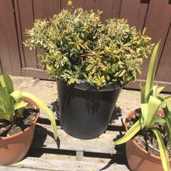 Wheelers Dwarf Plants