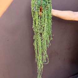 6” xl string of pearls 