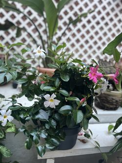 Brazilian Jasmine Plant