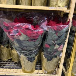Red Poinsettias for the Holidays 