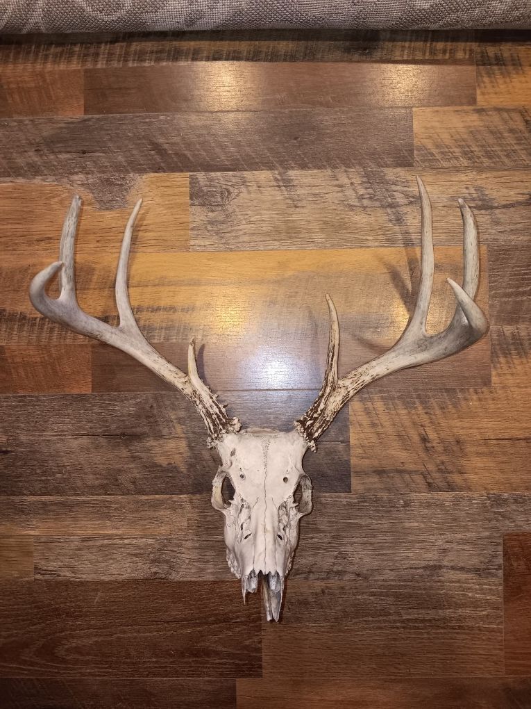 Skull Mount