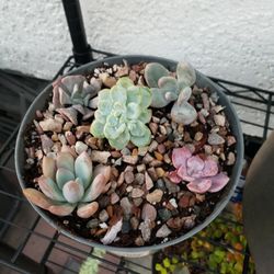 Succulent Arrangement
