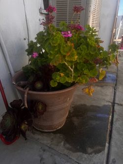 Plants