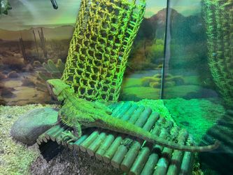 Bearded Dragon setups