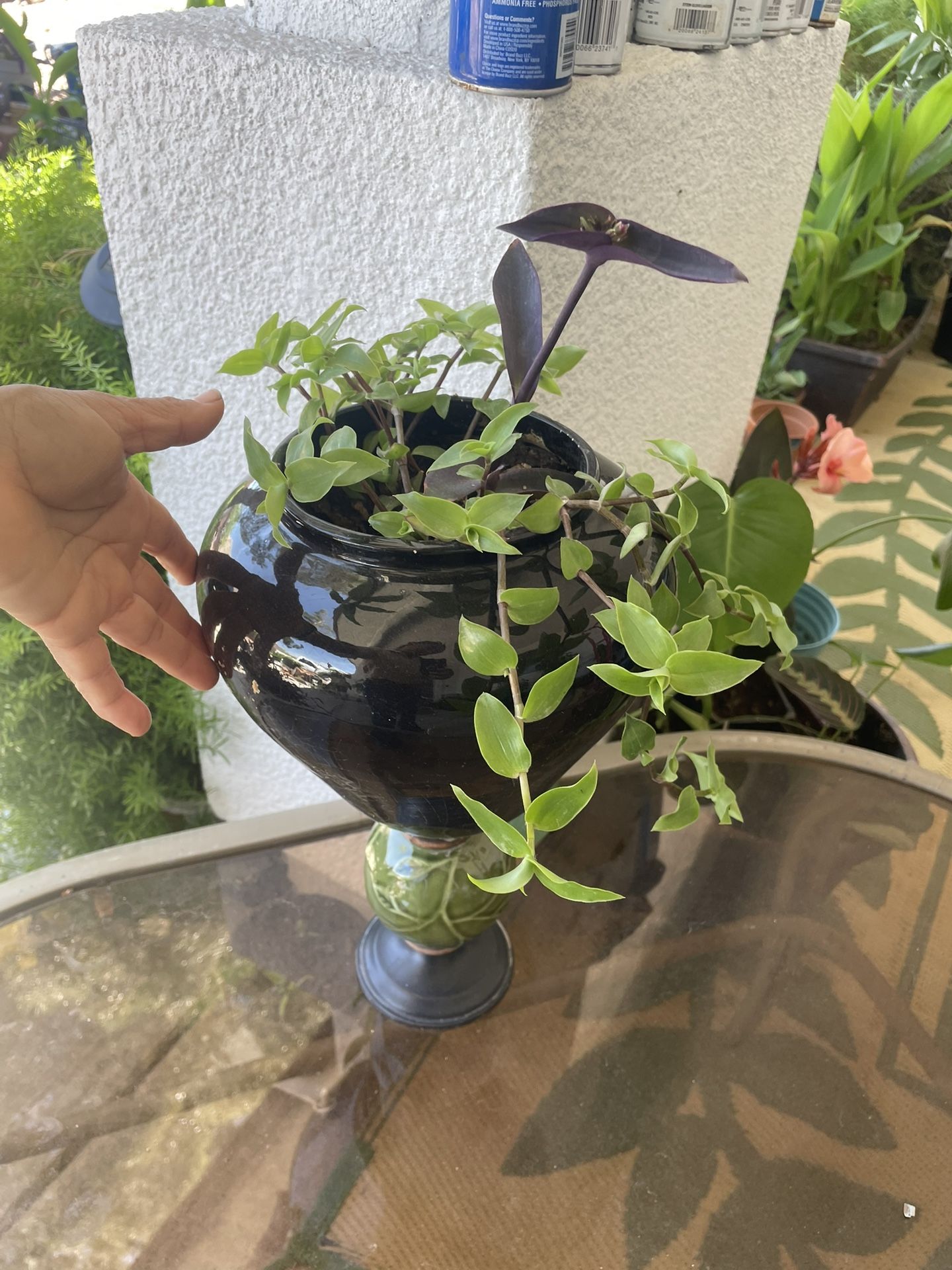 Tradescantia Plant With Ceramic Pot 