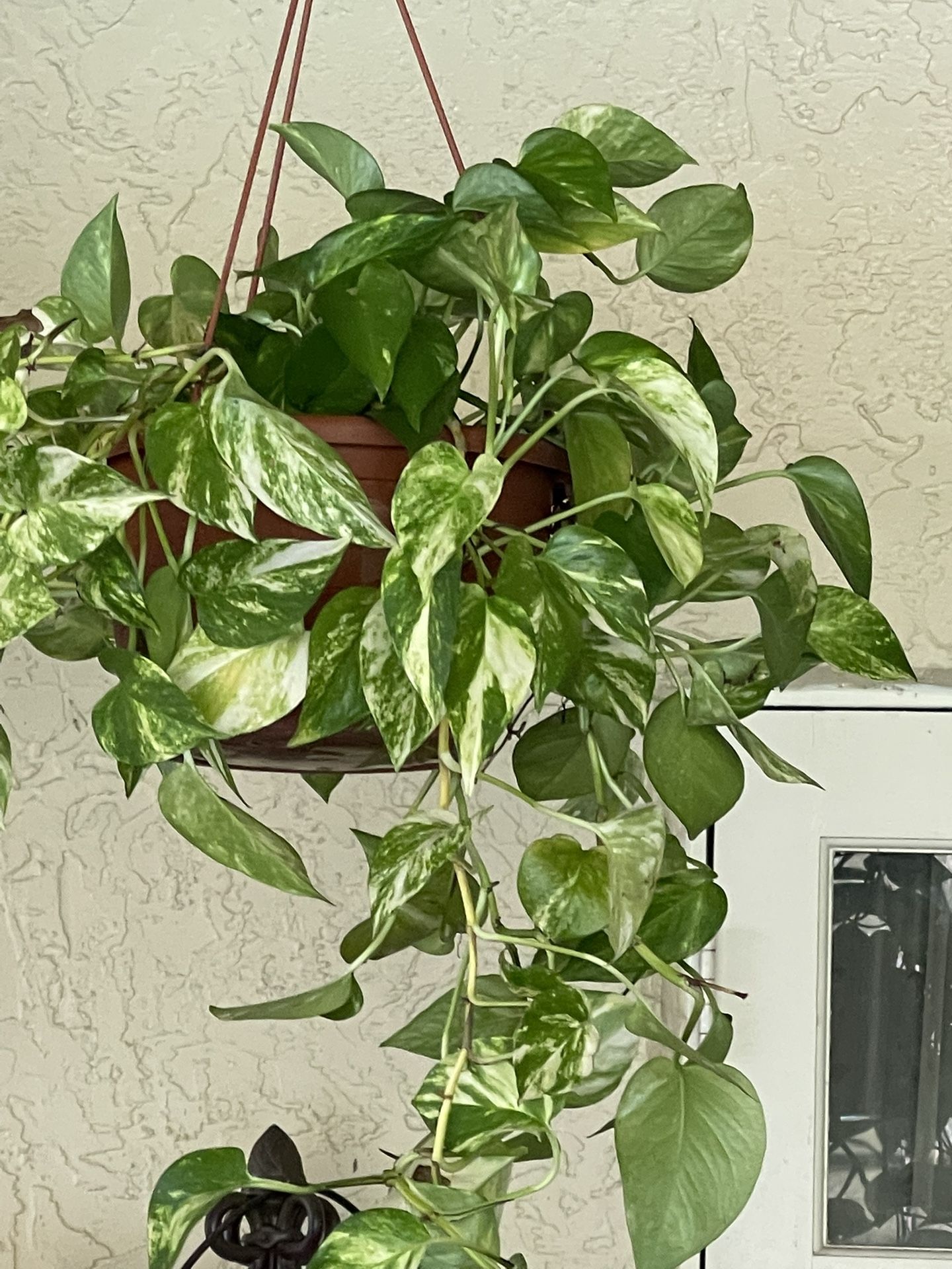 Marble White Hanging Pothos