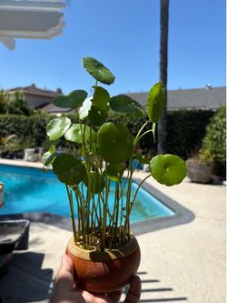 Brazilian Pennywort in Asian Pot