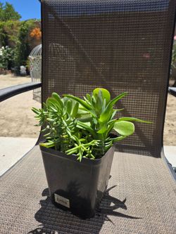 Plants