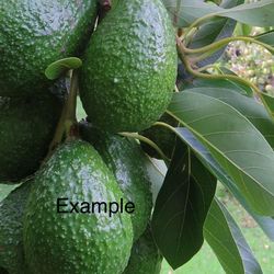 / Avocado Tree Has 🥑 Arbol De Aguacate