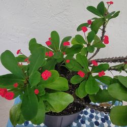 Crown Of Thorns ( Big)