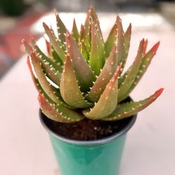 Alligator aloe plant Or Golden Tooth Aloe Plant -1 Gallon Pot