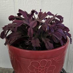 Red Christmas Cactus 