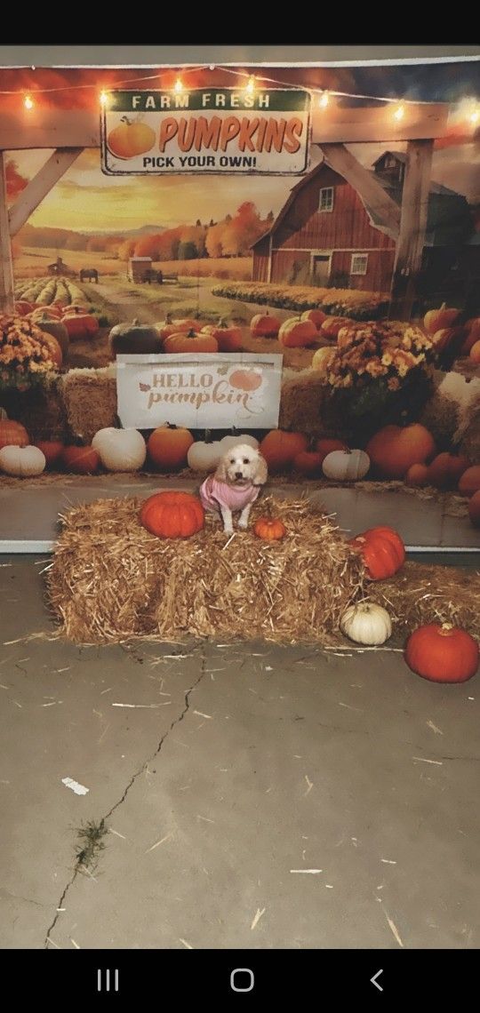 Haybale/Thanksgiving Party Decor