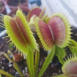 Carnivorous Plants