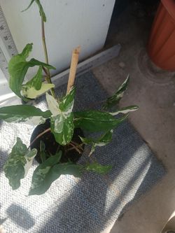 Life albo syngonium variegated