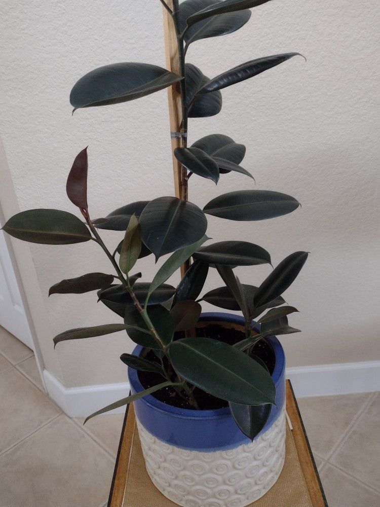 Rubber Plant(Ficus Elastica), Ceramic Pot,4 Plants In 