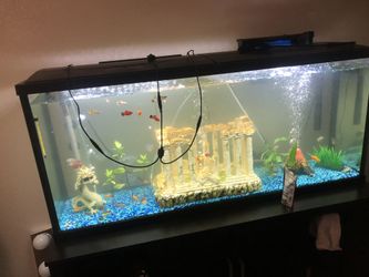 55 gallon fish tank