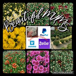 Beautiful MUMS, Chrysanthemums, Fall flowers, Colorful  Autumn Blooms