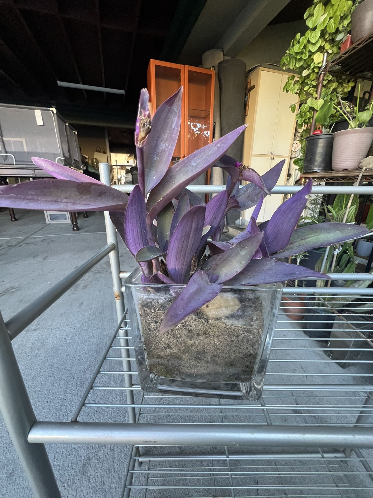 Succulent Plant