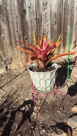 Neoregelia bromeliad variety