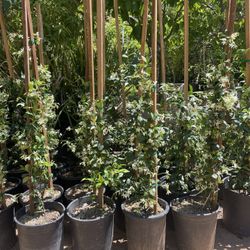 5 Gallon Size- Jasmine Plants- Ficus- Podocarpus- Bottlebrush- Sage- Salvia- Lavender- Cypress- Privet- Boxwood- Photinia- Hibiscus- Bird Of Paradise 