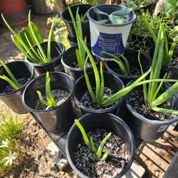 Aloe Vera  Plants 🪴 