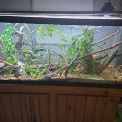 Fish/reptile Tank