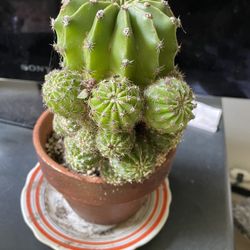 Moon Cactuse Plant Pot