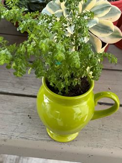 Biautiful Plant