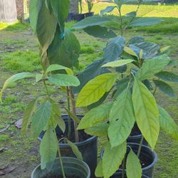 Arbolitos de aguacate