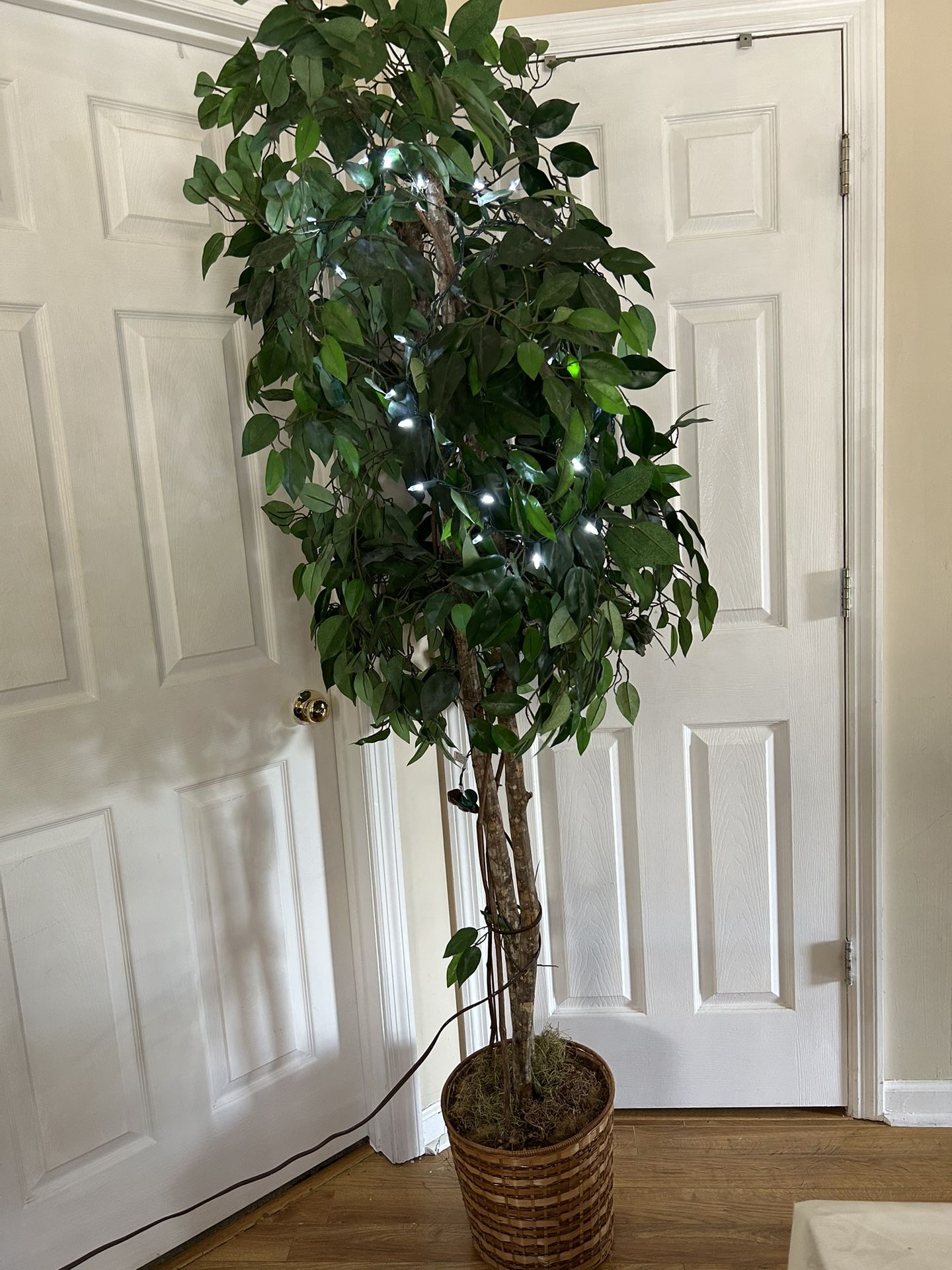 Big Decoration Plant With Light