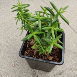 SUCCULENT
