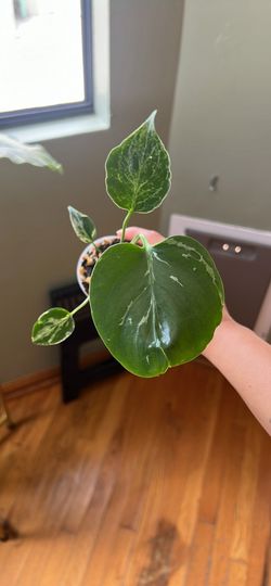 Monstera Bulbasaur Established Rooted Pup – Lemon Pot Included