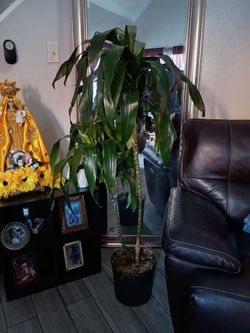 Lisa cane dracaena lisa