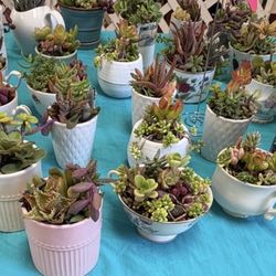 Succulent Arrangements Priced Separately 