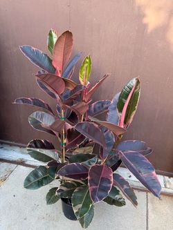 10” ruby rubber plant 5ft tall