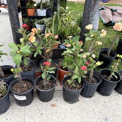Crown Of Throns Different Colors $18 each Pot